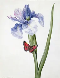 f.10 Kék írisz pillangóval (Spuria), 1826